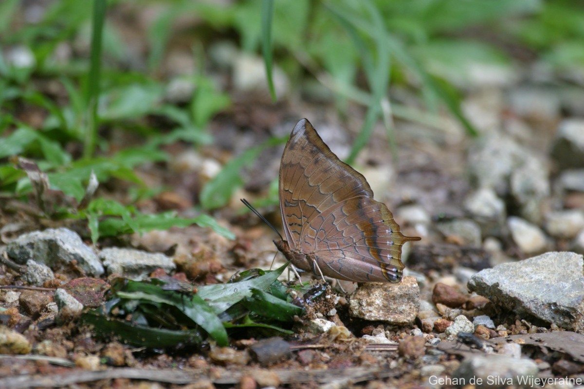 Charaxes psaphon Westwood, 1848